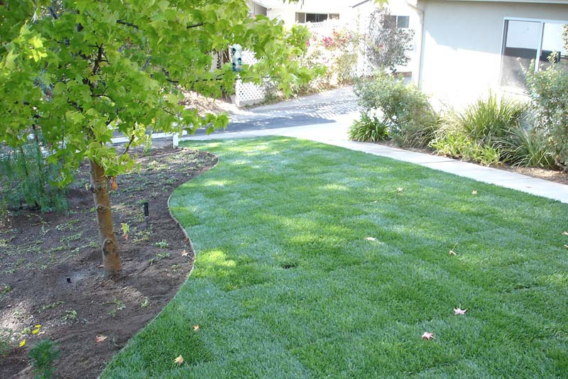 yard